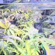 Auto Black Opium - Divine Seeds Contest