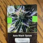 Auto Black Opium - Divine Seeds Contest