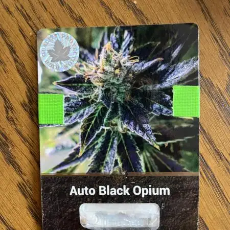 Auto Black Opium - Divine Seeds Contest