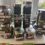 White Diesel #2 & #3 from clones