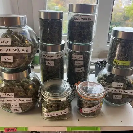 White Diesel #2 & #3 from clones