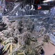 Auto Black Opium - Divine Seeds Contest