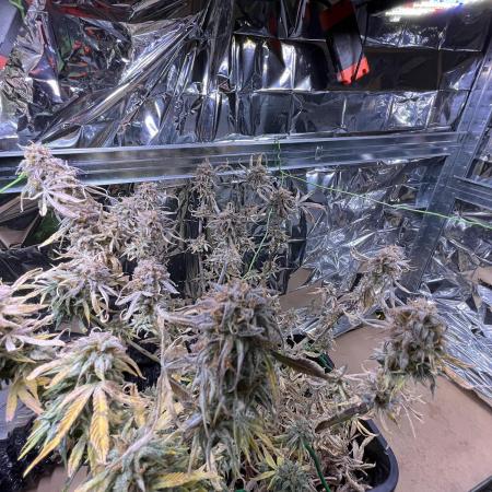 Auto Black Opium - Divine Seeds Contest