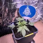 Sticky Broccoli Auto - Eternity Grow Cup