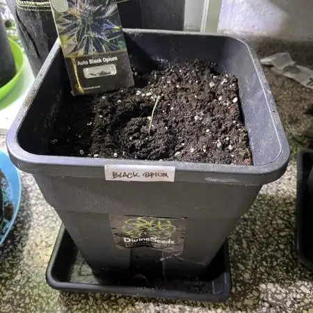 Auto Black Opium - Divine Seeds Contest
