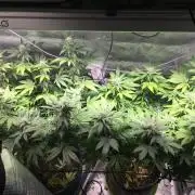 MK-Ultra Kush & Biscotti Mintz