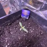 Sticky Broccoli Auto - Eternity Grow Cup