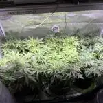 White Diesel #2 & #3 from clones