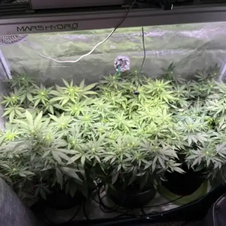 White Diesel #2 & #3 from clones