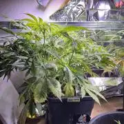 Auto Black Opium - Divine Seeds Contest