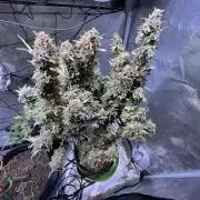 MK-Ultra Kush & Biscotti Mintz