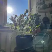 Divine Rapier Auto Divine Seeds 2025