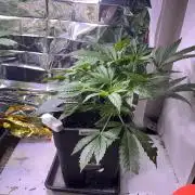 Auto Black Opium - Divine Seeds Contest