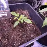 Auto Black Opium - Divine Seeds Contest