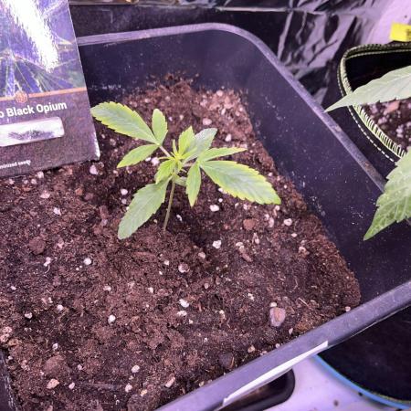 Auto Black Opium - Divine Seeds Contest