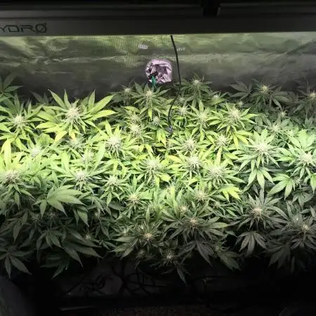 White Diesel #2 & #3 from clones