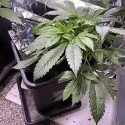 Auto Black Opium - Divine Seeds Contest