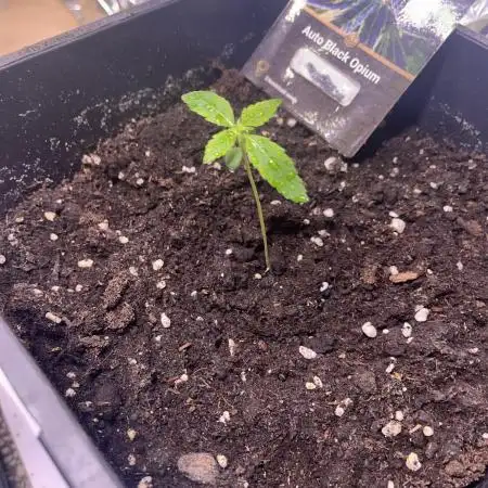 Auto Black Opium - Divine Seeds Contest