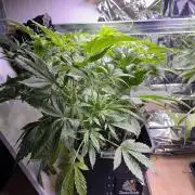 Auto Black Opium - Divine Seeds Contest