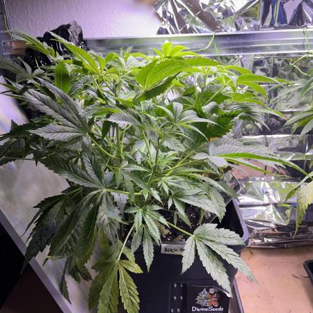 Auto Black Opium - Divine Seeds Contest