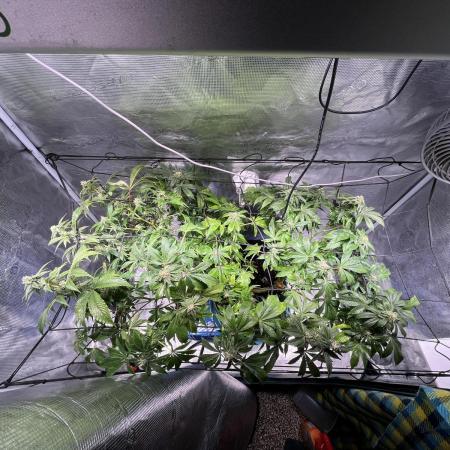 Alien OG - Clone from last year