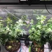 MK-Ultra Kush & Biscotti Mintz