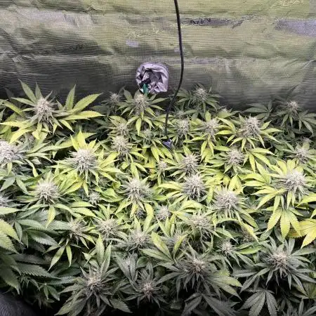 White Diesel #2 & #3 from clones