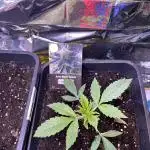 Auto Black Opium - Divine Seeds Contest