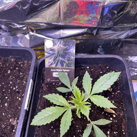 Auto Black Opium - Divine Seeds Contest