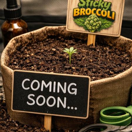 Sticky Broccoli Auto - Eternity Grow Cup