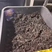 Sticky Broccoli Auto - Eternity Grow Cup