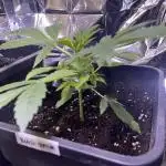 Auto Black Opium - Divine Seeds Contest