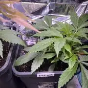 Auto Black Opium - Divine Seeds Contest