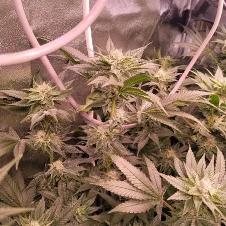 5 Strain Grow / LST / Clones