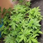 Growers Choice Triploids