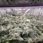 5 Strain Grow / LST / Clones
