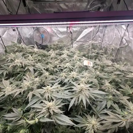 5 Strain Grow / LST / Clones