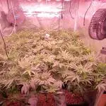 5 Strain Grow / LST / Clones