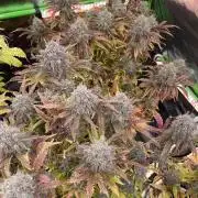 Pinot Noir Auto- Mephisto