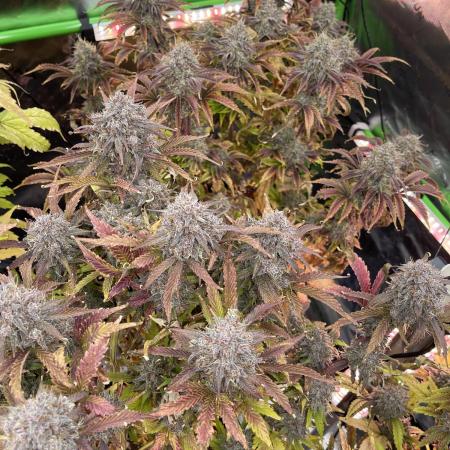 Pinot Noir Auto- Mephisto