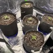 Sour Black Cherry Haze