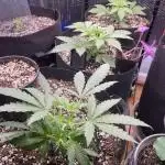 Pinot Noir Auto- Mephisto