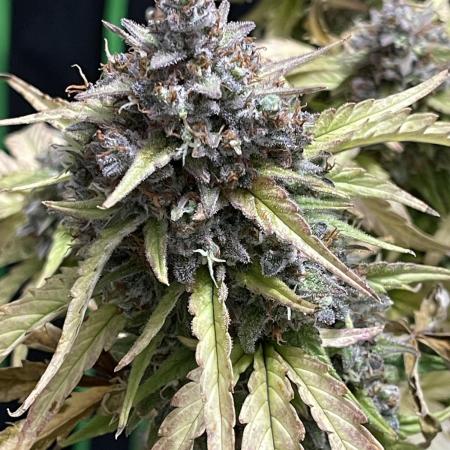 Sour Black Cherry Haze