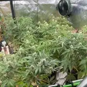 Pinot Noir Auto- Mephisto