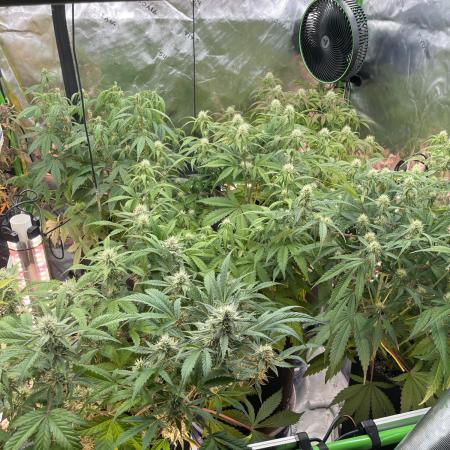 Pinot Noir Auto- Mephisto