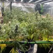 Pinot Noir Auto- Mephisto