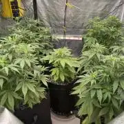 Pinot Noir Auto- Mephisto