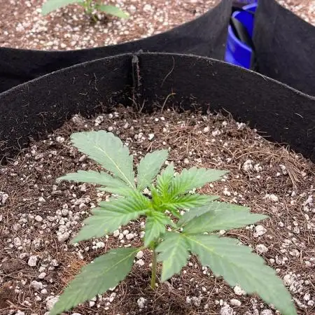 Pinot Noir Auto- Mephisto