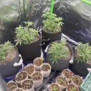 Sour Black Cherry Haze