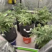 Sour Black Cherry Haze